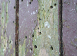 Houtworm kan schade veroorzaken aan constructies